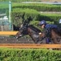 バステール、日本ダービー1週前追い切り速報/栗東トレセンニュース