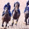 【平安Ｓ】昨年の“砂のダービー馬”ナルカミは３頭併せで集中力キープ　田中博調教師「自発的に反応していた」