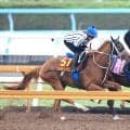 【注目馬動向】「３歳牝馬で斤量も軽い」オルフェーヴルの娘ジュウリョクピエロの凱旋門賞出走はオークスの内容次第