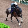【日本ダービー・１週前】マテンロウゲイルは坂路で力強く伸びる　野中調教師「相変わらずダイナミックだった」