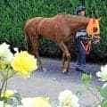 【オークス】「競馬で何が起こるか分かりませんし、どの枠でもジョッキーにお任せします」スターアニス５枠１０番決定に高野調教師