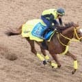 ２４年エルムＳ覇者のペイシャエスが現役引退し、美浦トレセンで乗馬に　前日に屈腱炎と発表
