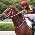半姉は二冠牝馬チェルヴィニア チェルヴァーラが9カ月ぶりの復帰戦だ