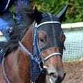 【京都６Ｒ・３歳１勝クラス】オヤツノジカンからのボクマダネムイヨ　小田切光オーナー所有の珍名馬が京都で２勝
