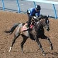 日曜東京競馬場の注目激走馬…東京１１Ｒオークス・Ｇ１