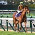 【オークス・馬体重】スターアニスは480kg(±0)、ラフターラインズは462kg(+2)