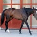 【オークス】亡き萩原清調教師が管理したドリームコアは首差の２着惜敗　ルメール騎手は２週連続Ｇ１制覇ならず
