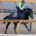 【日本ダービー・日曜気配】皐月賞馬ロブチェンは前走と同様にＣＷコースでリズム重視　陣営「動きの質がいい」
