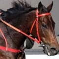 【チャンピオンズ＆チャターＣ】ロマンチックウォリアーが史上３頭目の香港３冠　獲得賞金は世界最高を更新する５５億円超に