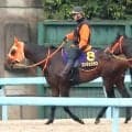 【日本ダービー・日曜気配】無傷３連勝中のコンジェスタスは坂路で併せ馬を消化　高野調教師「疲労がないということで安心」