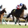 【目黒記念登録馬】ダノンシーマなど16頭