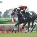 【葵S登録馬】エイシンディードなど22頭
