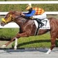 【葵Ｓ・理貴の特注馬】芝替わりのテーオーグレーザーが面白い存在　陣営「芝でもやれると思う」