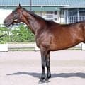 【松山康久元調教師のダービー馬体診断】ケントン７・５点　無駄な肉がなくシャープで、走りやすい状態
