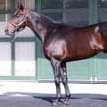 【松山康久元調教師のダービー馬体診断】フォルテアンジェロ９・０点　ピカピカに輝く体は機能美にあふれています