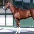 【松山康久元調教師のダービー馬体診断】グリーンエナジー９・０点　 深みのある栗毛はピカピカに光り、栄養が行き届いている証し