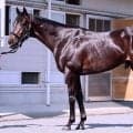 【松山康久元調教師のダービー馬体診断】エムズビギン　８・５点　背中のラインは薄く、伸縮力は抜群です