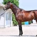 【松山康久元調教師のダービー馬体診断】マテンロウゲイル８・０点　鍛えられて鋼のような筋肉は、まさにスーパーアスリート