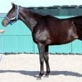【松山康久元調教師のダービー馬体診断】アウダーシアは９・０点　さえた漆黒の皮膚　筋肉は薄く伸縮力は十分