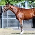 【松山康久元調教師のダービー馬体診断】ショウナンガルフ７・５点　長距離仕様で、極限の仕上がりとみていい