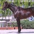 【松山康久元調教師のダービー馬体診断】バステール８・０点　あばらが見えるほどシェイプアップされ、好仕上がりです