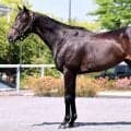 【松山康久元調教師のダービー馬体診断】アスクエジンバラは９・５点　百戦錬磨の戦士のよう　広い肩関節と股関節の可動域