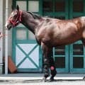 【松山康久元調教師のダービー馬体診断】メイショウハチコウは７・５点　容積の大きいたくましい筋肉が付着　腹袋もゆったり