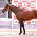 【松山康久元調教師のダービー馬体診断】カフジエメンタールは７・５点　体格は立派で首はしなやか　ゆったりした胸囲