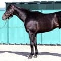 【松山康久元調教師のダービー馬体診断】リアライズシリウスは１０点満点　流線形のスラッとした体形　優しい目元