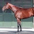 【松山康久元調教師のダービ馬体診断】ゴーイントゥスカイは９・５点　りりしい顔立ち　バランスが取れたシルエット