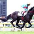 【ダービー記録】過去最多はサンデーサイレンス初年度の１９９５年１万４９２頭　今年は７９４４頭の頂点を決める戦い