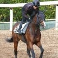 【注目馬動向】２４年のサマーマイルシリーズ王者トゥードジボン引退　四位調教師「屈腱炎が再発」社台ファームで乗馬に