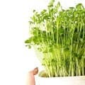 豆苗を食べ続けた結果…便通・満腹感・肌に起きやすい変化