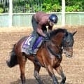 【日本ダービー】「今までで一番良くなっている」野中調教師は納得の表情　マテンロウゲイルが大一番で巻き返す　