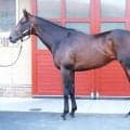 「前走からの上昇度では一番」 馬体派記者が絶賛した日本ダービー出走馬とは