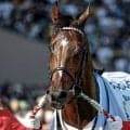 セレクトセール2026が開催 ドウデュースの初年度産駒など注目馬が多数上場
