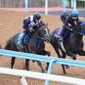 【日本ダービー】２週連続で騎乗のレーン騎手がアウダーシアに上々の手応え　「先週と比べて上がっている」
