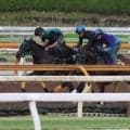 セイウンハーデス＆パンジャタワー、安田記念1週前追い切り速報/栗東トレセンニュース