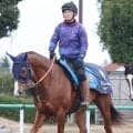 【注目馬動向】かしわ記念２着のミッキーファイトは帝王賞へ　史上２頭目の連覇を目指す