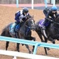 【Ｇ１トク捜リレー】別路線組の伏兵アウダーシアに大駆けムード　レーン騎手と息の合った動きで併入　日本ダービー