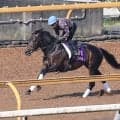 【宝塚記念・２週前】ミュージアムマイルは坂路で余裕残し　高柳大調教師「来週はしっかり動けると思います」