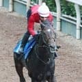 【目黒記念】重賞初Ｖ狙うダノンシーマは坂路で軽快　陣営「トップハンデを背負う立場となりますが…」