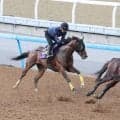 【安田記念・１週前】レーベンスティールが馬なりでラスト１０秒９　状態の良さ感じる動きに田中博調教師「いい調整ができている」