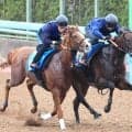 【目黒記念】ウィクトルウェルスは重賞初制覇へ順調さアピール　宮田調教師「前回よりもいい。すごく楽しみ」