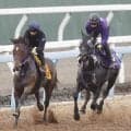 【安田記念・１週前】重賞連勝中トロヴァトーレは鋭く１１秒２　鹿戸調教師「ダートを試したりしたことがいい方向に出たのかも」