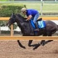 【目黒記念】武豊騎手との重賞挑戦へ順調！良血馬アマキヒは雄大なフットワーク　橋田調教師「心肺機能の良さが強み」
