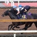 【日本ダービー】クロワデュノールとバステールが“競演”　史上初連覇へ斉藤崇史調教師「状態は良さそう」