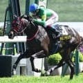 【葵S出走馬・騎手確定】タガノアラリア＆鮫島克駿騎手、タマモイカロス＆高杉吏麒騎手など16頭