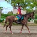 【ＰＯＧ】新種牡馬エフフォーリア産駒のベルウッドディープが６・６東京デビューへ　室井調教師「水準以上の動き」