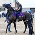 【日本ダービー・土曜気配】スプリングＳから直行のアウダーシアは精神面に進境　手塚久師「落ち着きが出てきた」